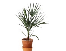 Горшечные растения