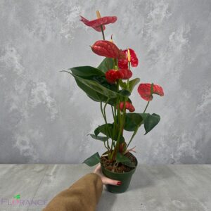 Антуриум  красный