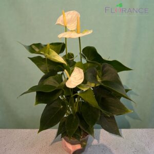 Антуриум белый